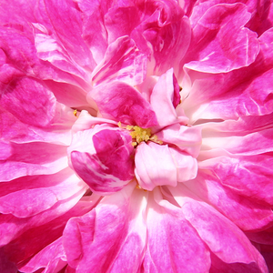 Na spletni nakup vrtnice - Roza - Vrtnica vzpenjalka    - Vrtnica intenzivnega vonja - Rosa Alexandre Girault - Barbier Frères & Compagnie - Njena barva se spreminja od rdeče do rumene do rožnate barve.